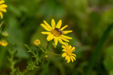 Kuzey İsrail kırsalında vahşi sarı papatyalar.