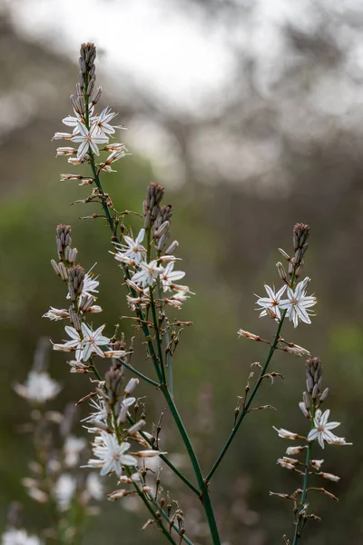 Gros Plan Asphodel Blanc Sauvage Dans Nature Dans Nord Rural — Photo