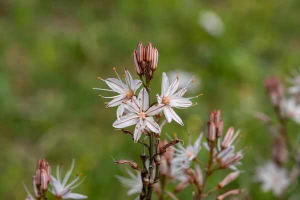 İsrail 'in kuzeyindeki kırsal kesimde vahşi beyaz Asphodel' e yakın.