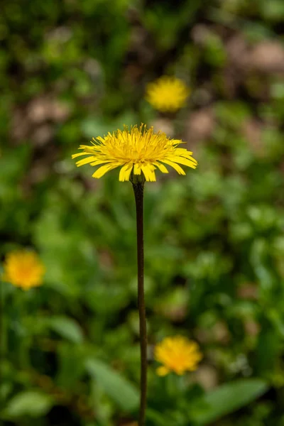 Amarelo Dente Leão Crescendo Selvagem Uma Encosta Arborizada Kiryat Tivon — Fotografia de Stock