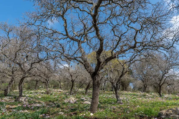 Pendiente Del Bosque Con Muchas Flores Silvestres Incluyendo Ciclamens Anémonas —  Fotos de Stock