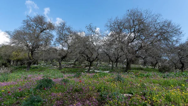 이스라엘의 근처에서는 시커먼 아네모네 포델등많은 야생화들이 우거진 비탈이 펼쳐져 — 스톡 사진