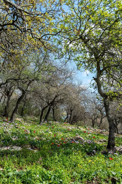 Pendiente Del Bosque Con Muchas Flores Silvestres Incluyendo Ciclamens Anémonas —  Fotos de Stock