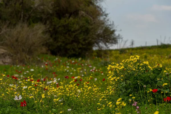 Flowering Meadow Early Spring Rural Israel Kiryat Tivon — стоковое фото