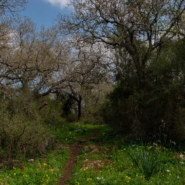 Vaca Camino Que Conduce Una Zona Boscosa Israel Rural Cerca —  Fotos de Stock