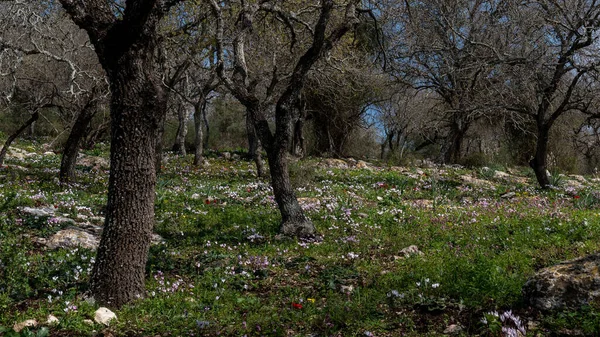 Pendiente Del Bosque Con Muchas Flores Silvestres Incluyendo Ciclamens Anémonas —  Fotos de Stock