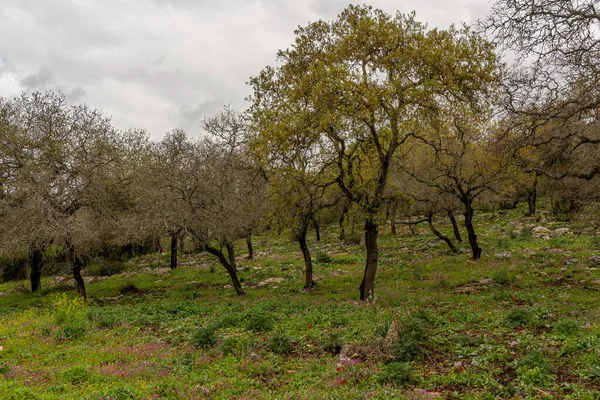 Woodland Slope Lots Wildflowers Including Cyclamens Anemones Asphodels Northern Israel — ストック写真