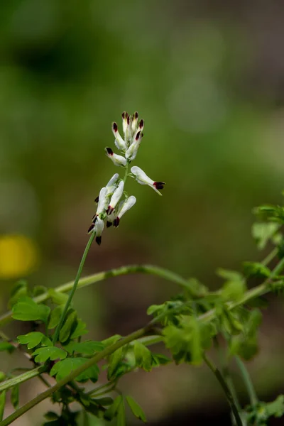 Close Fumaria Capreolata White Ramping Fumitory Flower Blurred Background Wildflower — Photo