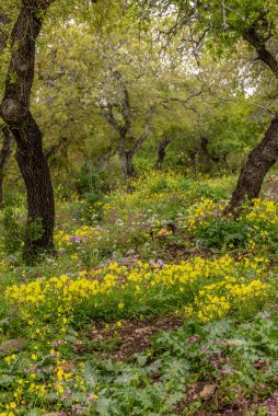 Oxalis pes-caprae, Afrika ağaç doru, Bermuda çiçeği, Bermuda doru, İsrail 'in ormanlarında yetişen yaygın bir kır çiçeği..