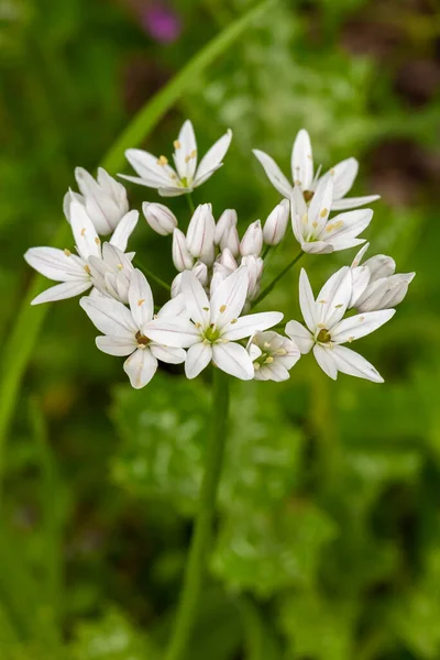 White Wildflower Allium Neapolitanum Neapolitan Garlic Naples Garlic Wood Garlic — Photo
