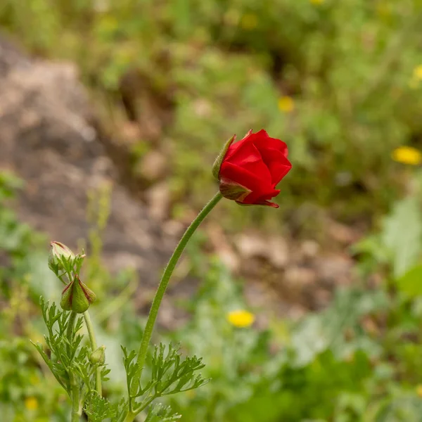 Belle Anémone Rouge Sauvage Poussant Dans Une Zone Boisée Israël — Photo