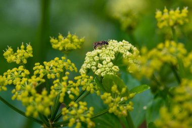 İskenderiye olusatrum, Apiaceae familyasından bir bitki türü. Aynı zamanda 