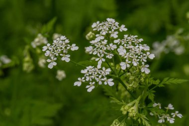 Anthriscus lamprocarpus 'un küçük çiçekleri aynı zamanda Cow Maysley, Wild Chervil, Queen Anne' s Lace olarak da bilinir.