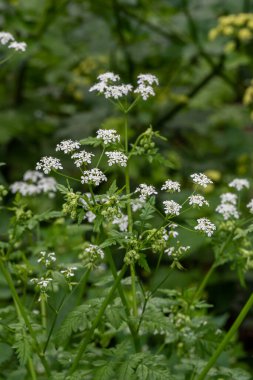 Anthriscus lamprocarpus 'un küçük çiçekleri aynı zamanda Cow Maysley, Wild Chervil, Queen Anne' s Lace olarak da bilinir.