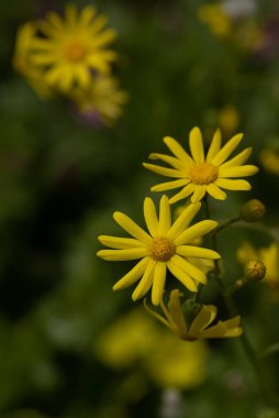 Close up of wild yellow daisies in nature in rural northern Israel