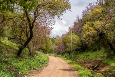 İsrail 'in kuzeyindeki bir ormanlık alandan geçen toprak yol..