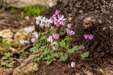 Kiryat Tivon Israel 'de ağaçlık bir yamaçta yetişen hassas pembe siklamenler. Kasabanın sembolü..