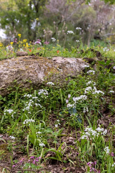 Beyaz kır çiçeği Allium neapolitanum, Napoli sarımsağı, Napoli sarımsağı, odun sarımsağı İsrail 'in ağaçlık bir bölgesinde yetişiyor..