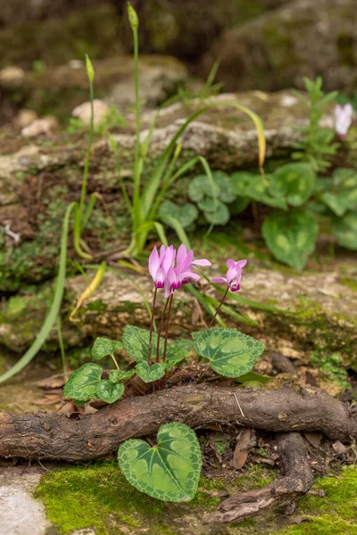 Cyclamens Roses Délicats Poussant État Sauvage Sur Une Pente Boisée — Photo