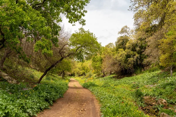 Грязная Дорога Через Лесной Массив Сельской Местности Севере Израиля — стоковое фото