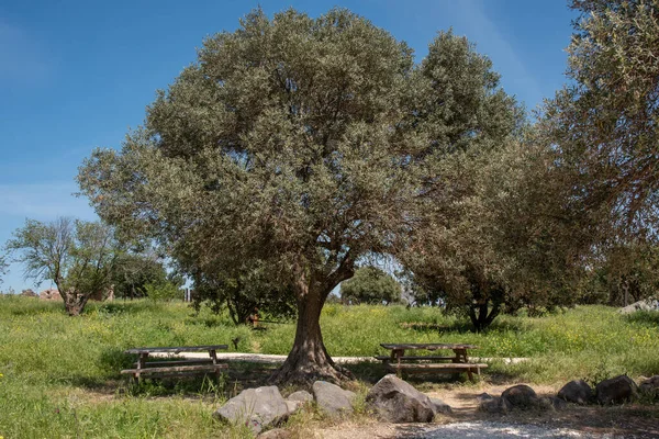 Пікнік Руїнах Белвурської Фортеці Національний Парк Кохав Хярден Ізраїлі Руїни — стокове фото