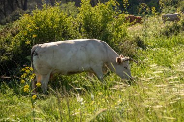 İsrail 'de Gilboa Dağı' nda otlayan sığırlar güzel bir ilkbaharda öğleden sonra.