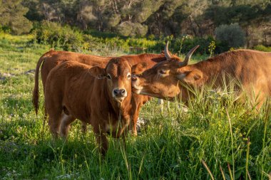 Kuzey İsrail 'de annesinin yanında duran kırmızı buzağı..