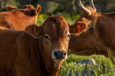 Kuzey İsrail 'de annesinin yanında duran kırmızı buzağı..