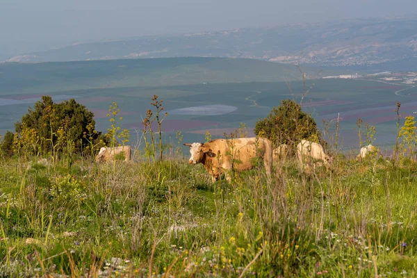 Cattle Grazing Mount Gilboa Israel Beautiful Afternoon Spring — Photo
