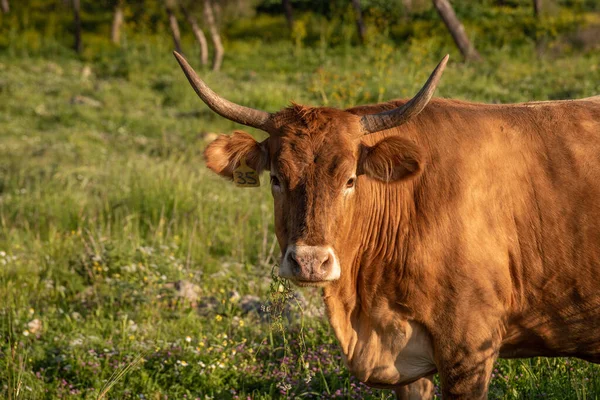 İsrail 'de Gilboa Dağı' nda otlayan sığırlar güzel bir ilkbaharda öğleden sonra.