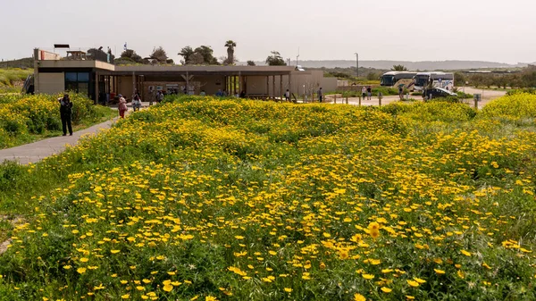 Visitor Center Dor Beach National Park Lots Yellow Daisies Springtime — Photo