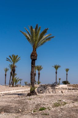 Megiddo, İsrail 28 Mayıs 2022 Kuzey İsrail 'deki Tel Megiddo Ulusal Parkı' nda at heykeli.