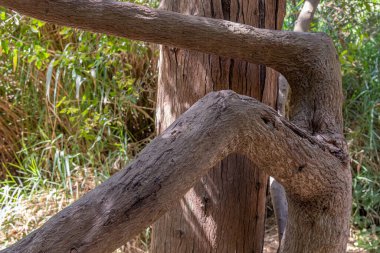 Başka bir ağacın üzerinde büyüyen ağaç dalları. İsrail 'deki Nahal Hashofet' deki ağaca sarılıyor gibi görünüyor.
