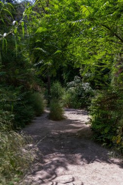 İsrail 'deki Carmel dağ sırasının Ramot Menashe Ormanı' ndaki Nahal Hashofet patikaları.