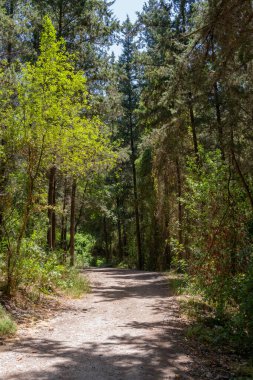 İsrail 'deki Carmel dağ sırasının Ramot Menashe Ormanı' ndaki Nahal Hashofet patikaları.