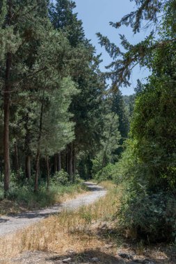 İsrail 'deki Carmel dağ sırasının Ramot Menashe Ormanı' ndaki Nahal Hashofet patikaları.