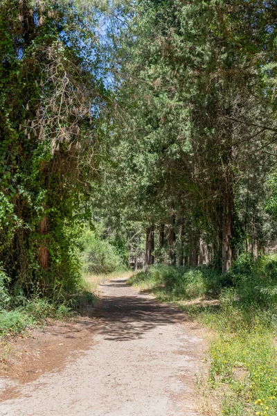 Μονοπάτια Στο Nahal Hashofet Στο Δάσος Ramot Menashe Μέρος Της — Φωτογραφία Αρχείου