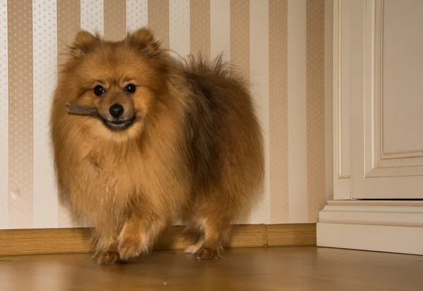 Spitz kırmızı