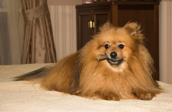 Spitz kırmızı