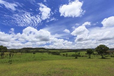 Mulk Salaeng Luang savana Tayland