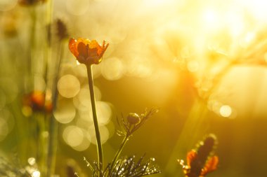 bloem en bokeh