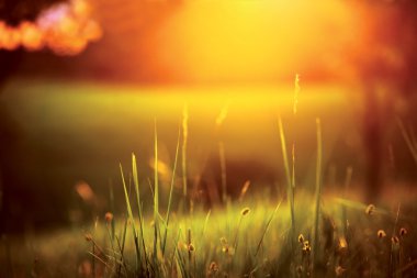 σάπια φρούτα μήλο, κρέμεται από ένα δέντρο