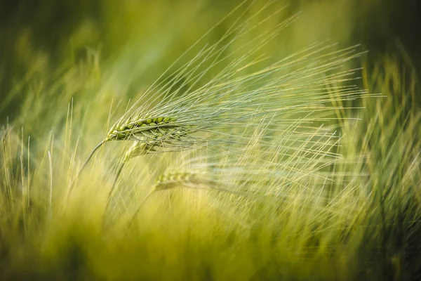 Sopra gli altri 1 — Foto Stock