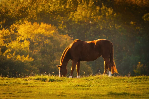 Horse in a meadow — Stock Photo, Image