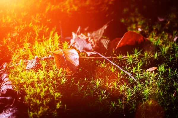 Autumn leaves 1 — Stock Photo, Image