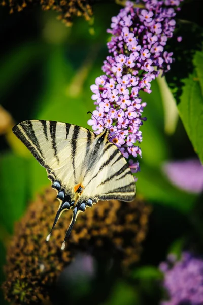 Цветок бабочки 2 — стоковое фото