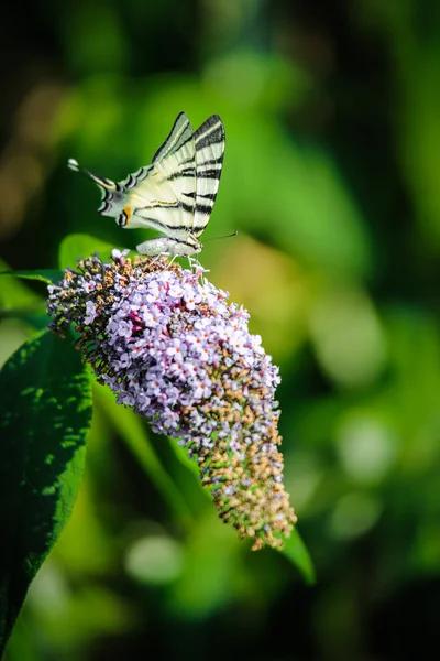 Цветок бабочки 1 — стоковое фото