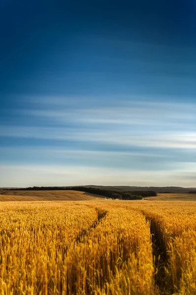 Wheat and clouds — Stock Photo, Image