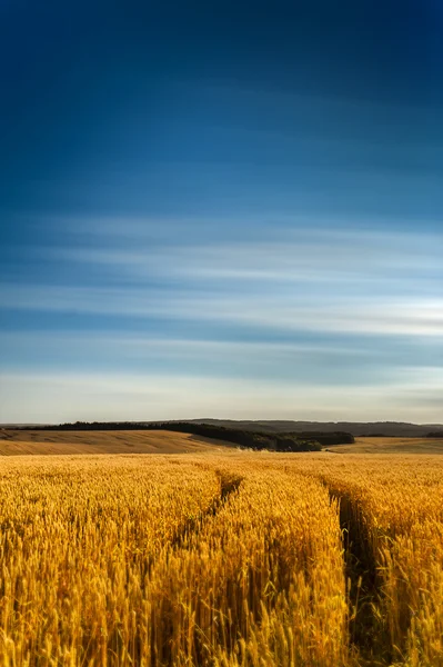 Trigo y nubes —  Fotos de Stock