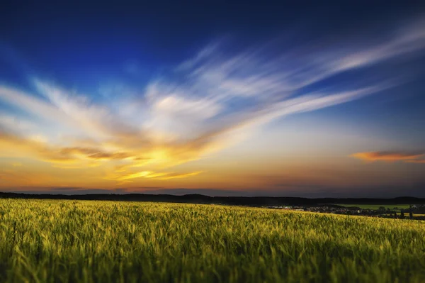 Campo d'orzo 1 — Foto Stock